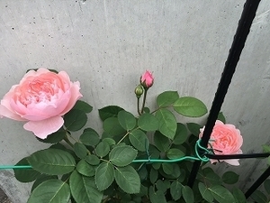 IMG_0886.jpg