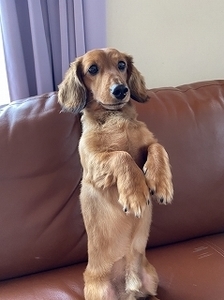 s-犬.jpg