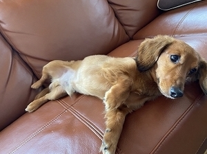 s-犬 (2).jpg